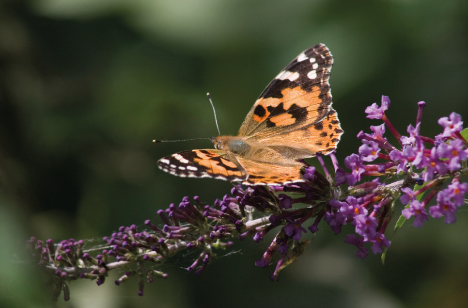 Celebrating Insect Week