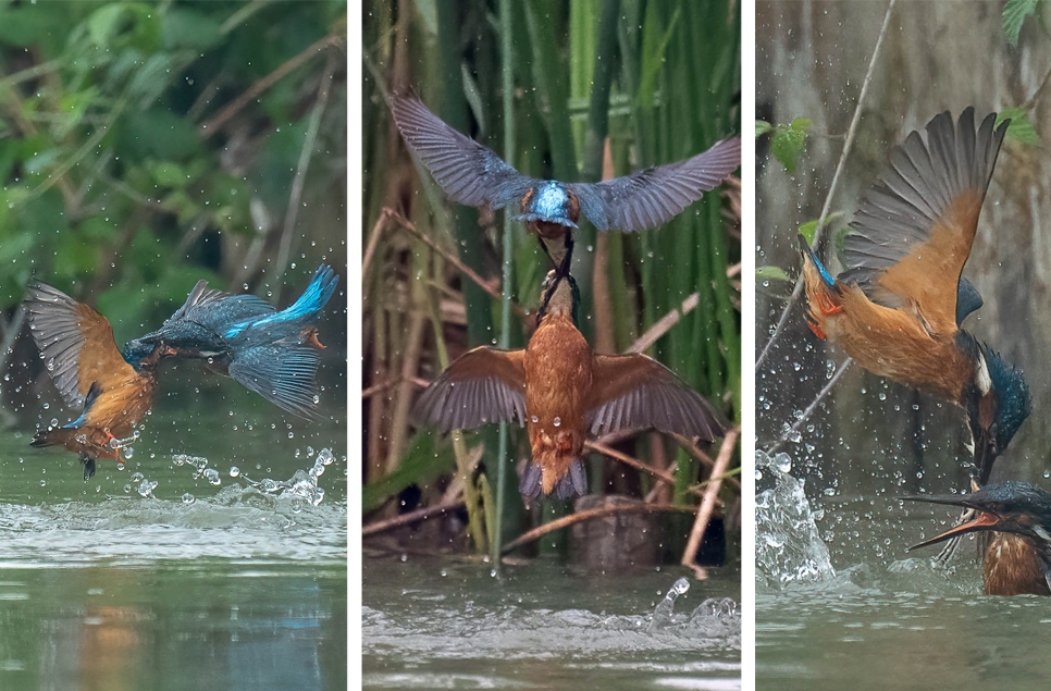 Male kingfishers fight over territory
