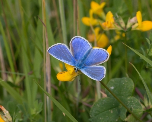 common blue butterfly.jpg