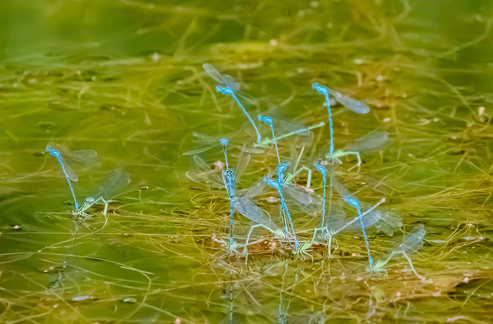 Damselflies breeding mating - Ian H - June 2023.jpg