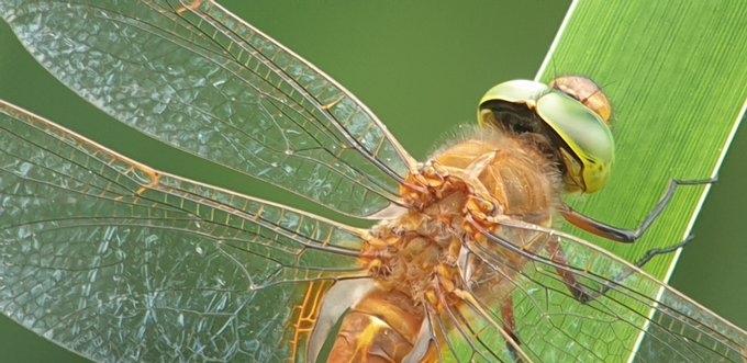 Green-eyed Hawker, MJMcGill.jpg