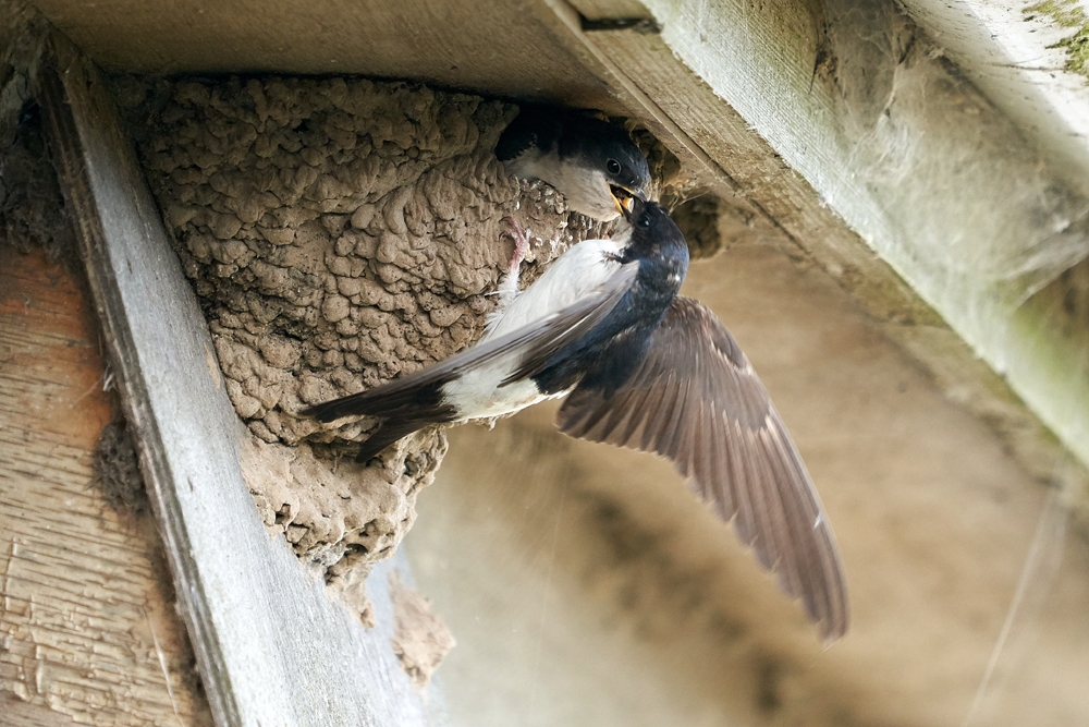 WE House Martin juv being fed Kim Tarsey Sept 19 (1)-scr.jpg