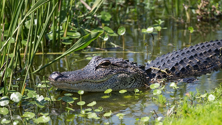 Alligators in Florida's Everglades