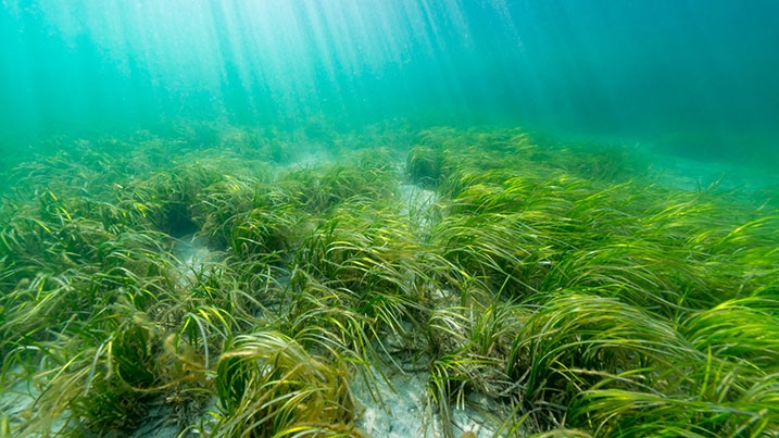 A seagrass meadow