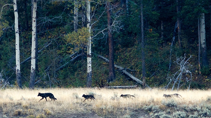 Wolves in Yellowstone