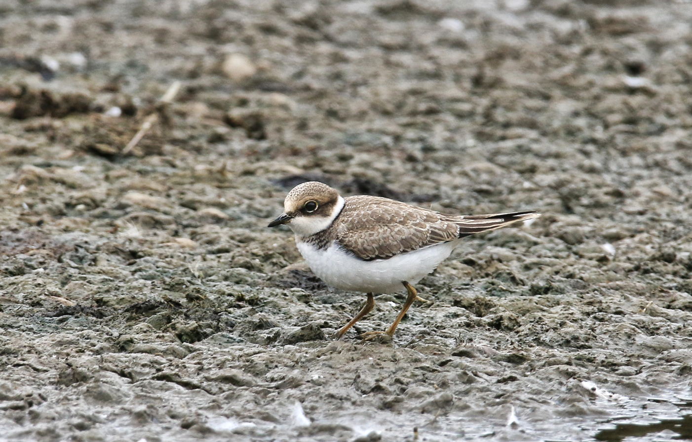 Wildlife Sightings for 21st June 2026