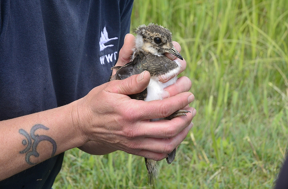 Staff catching young lapwing to ring in previous years.
