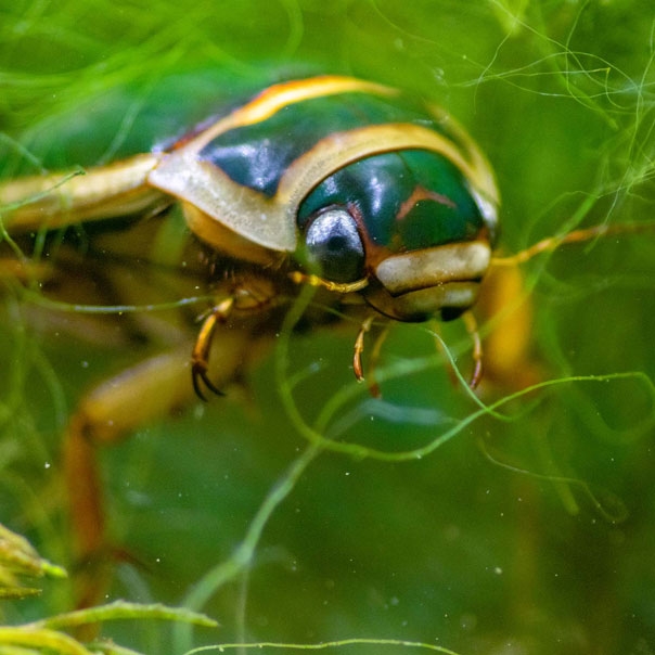 Close up of a great diving beetle under water