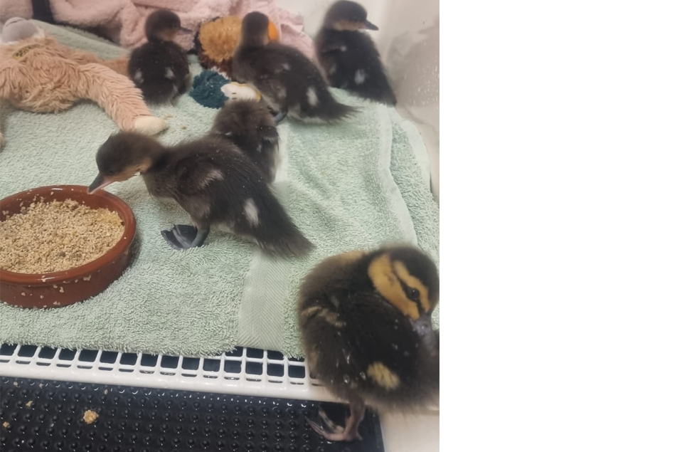 Size difference - Larger Philippine duckling in foreground with hooded merganser ducklings