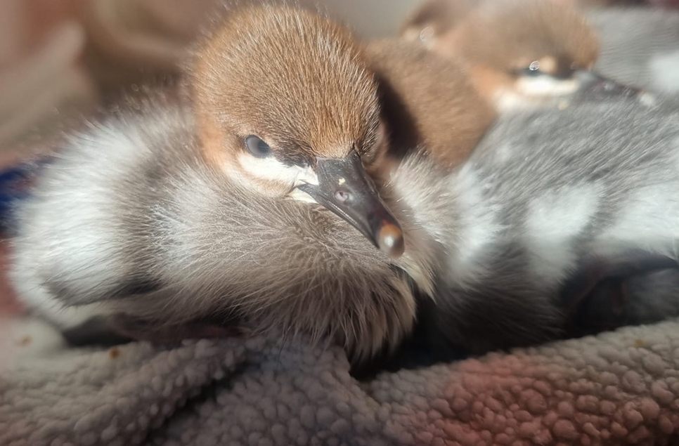 Scaly sided merganser ducklings 