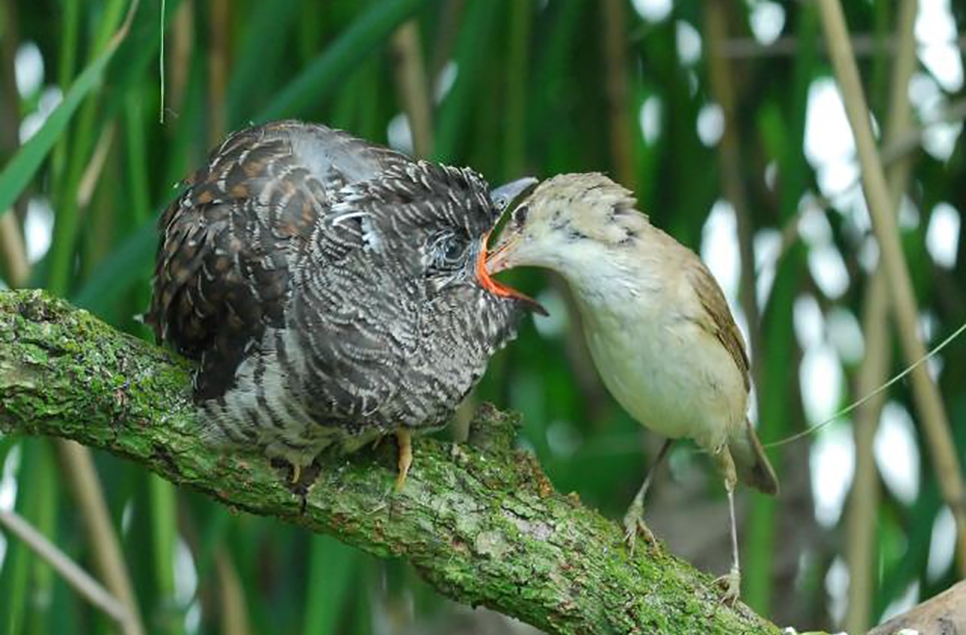 Fledgling cuckoo, Peregrines and Pochard