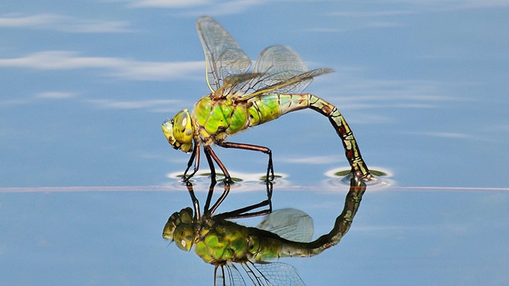 A dragonfly resting over the surface of water
