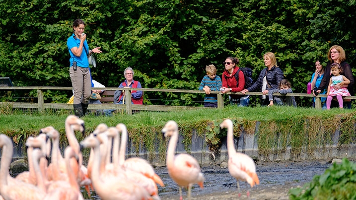 Flamingos in water being watched by a group of visitors during a talk