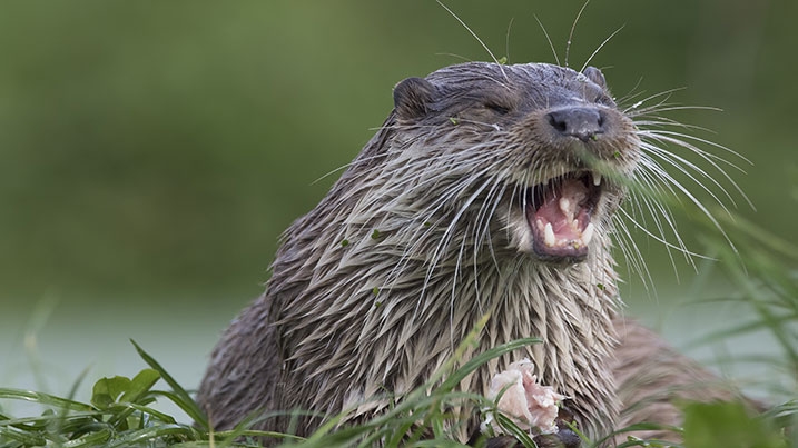 An otter eating