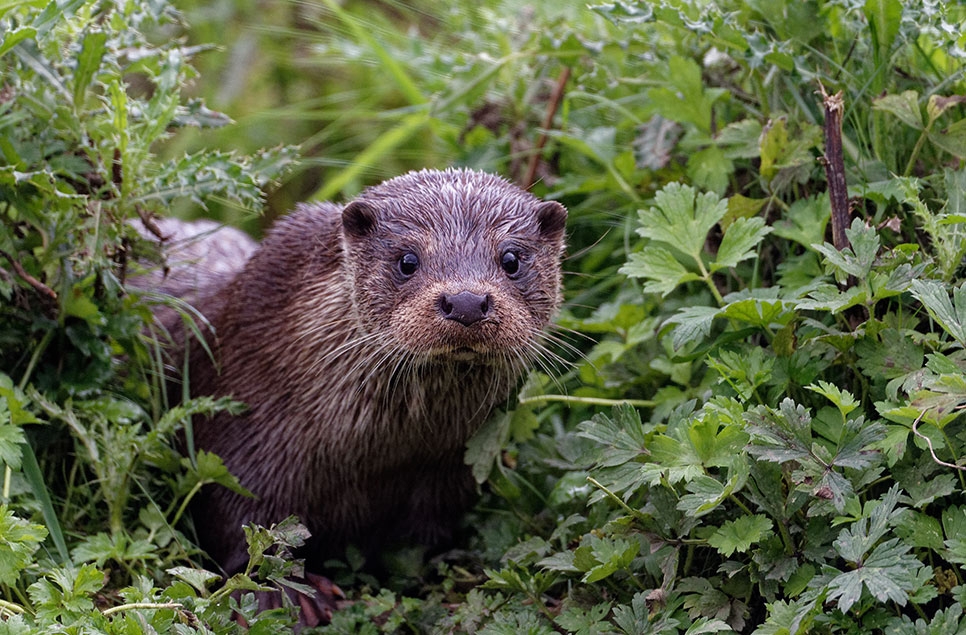 Why are apex predators like otters so important for the health of our wetlands?