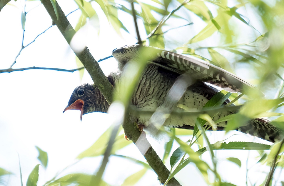 cuckoo chick calling Dean Bryant 966x635 JUly 23 AR.jpg