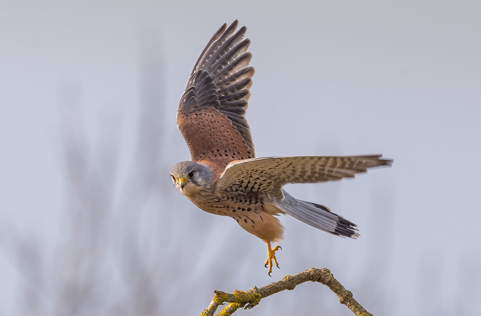 Kestrel taking off