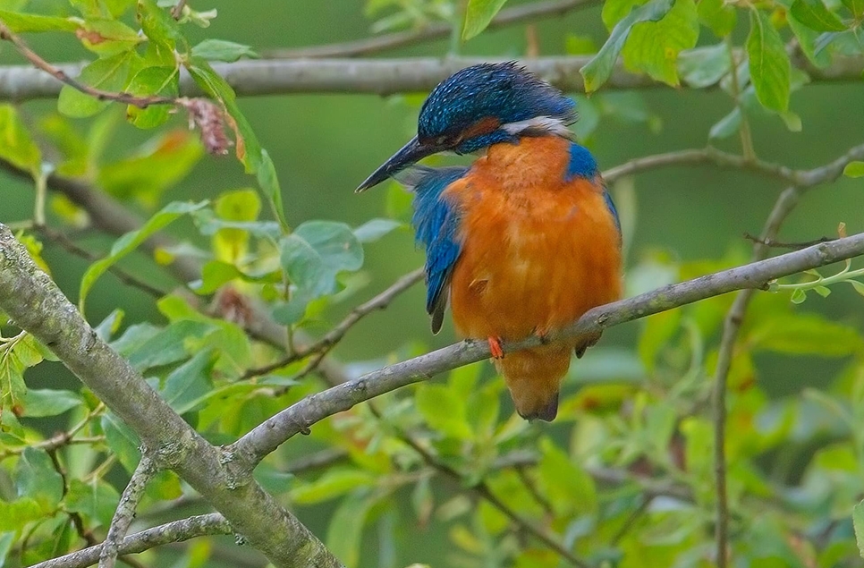 Kingfisher July Dave Newbury AR 966x635.jpg