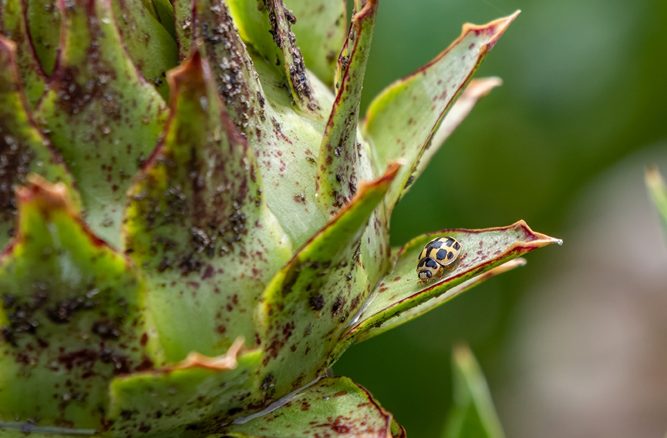 Ladybird on plant in Close Encounters - Ian H - July 2023.jpg