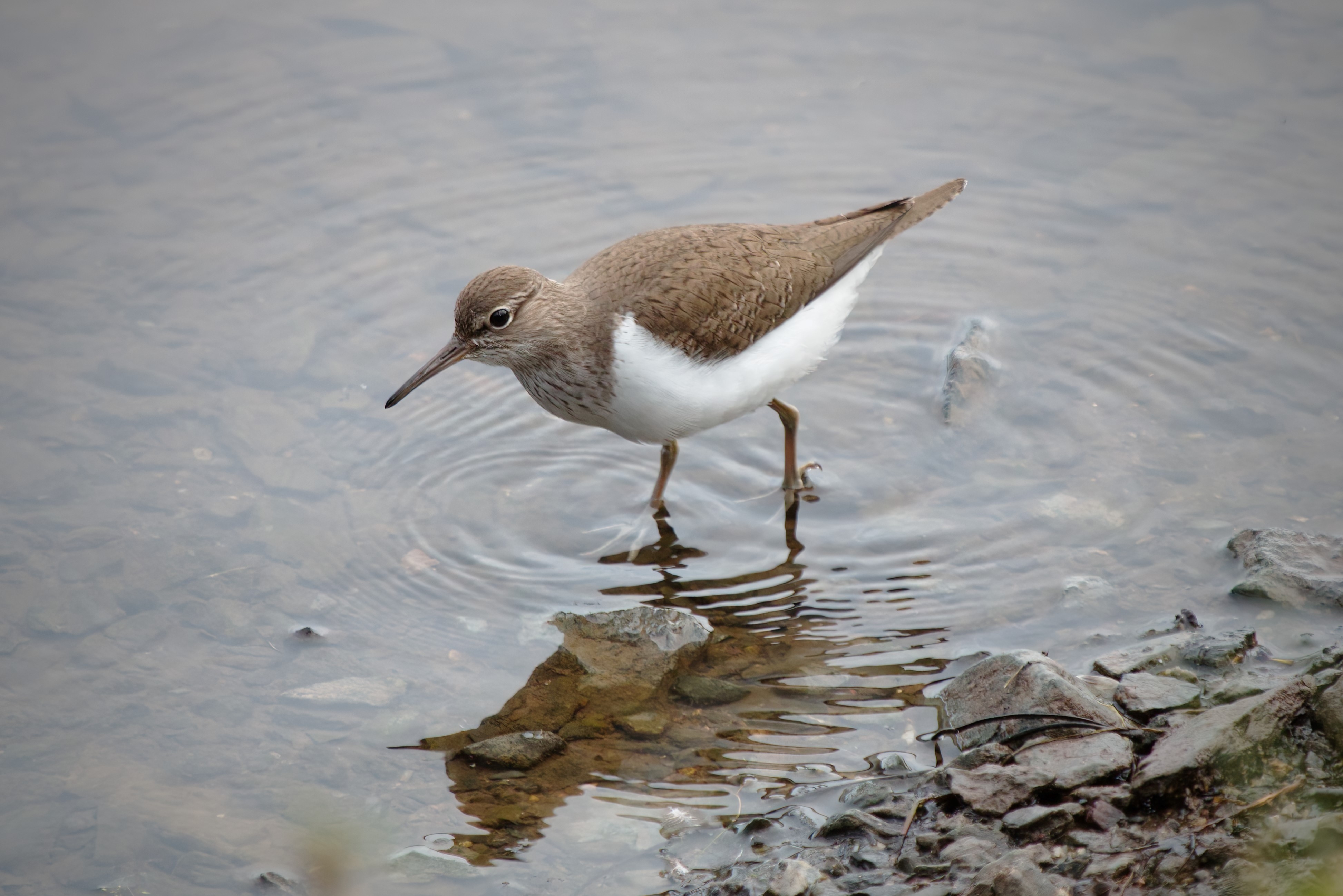 Wildlife Sightings for 1st May 2026