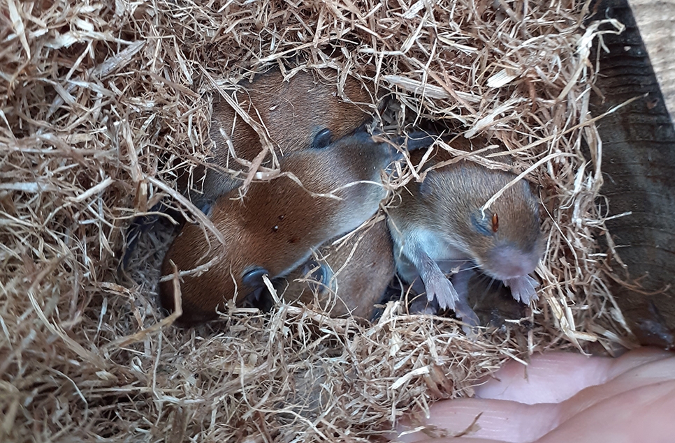 AR bank vole pups nest in a dormouse box 966x635 2023.jpg