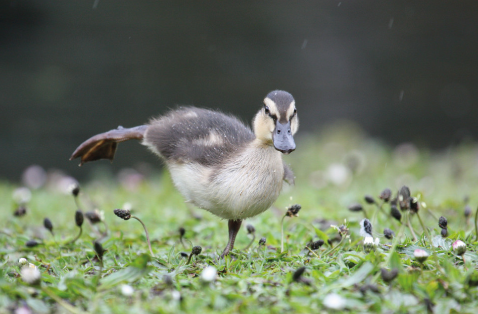 Our guide for rainy days at Martin Mere