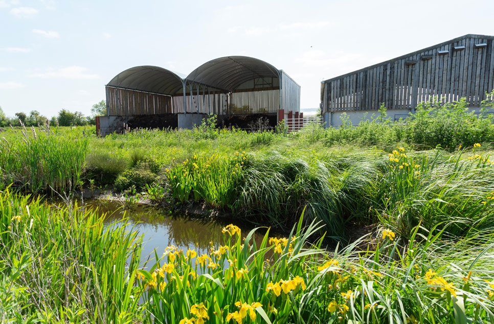 Could specially engineered wetlands help clean up the UK's polluted waterways?