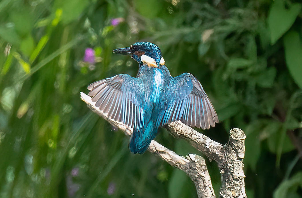 kingfisher back male Alec Pelling 966x635.jpg