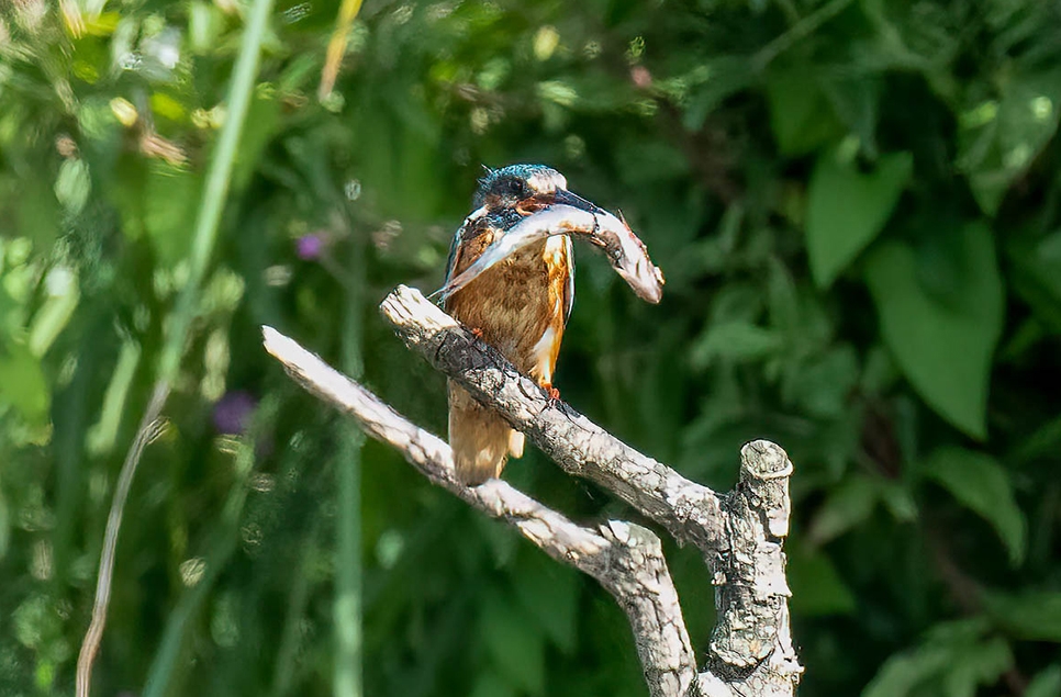 Kingfishers are feeding young again