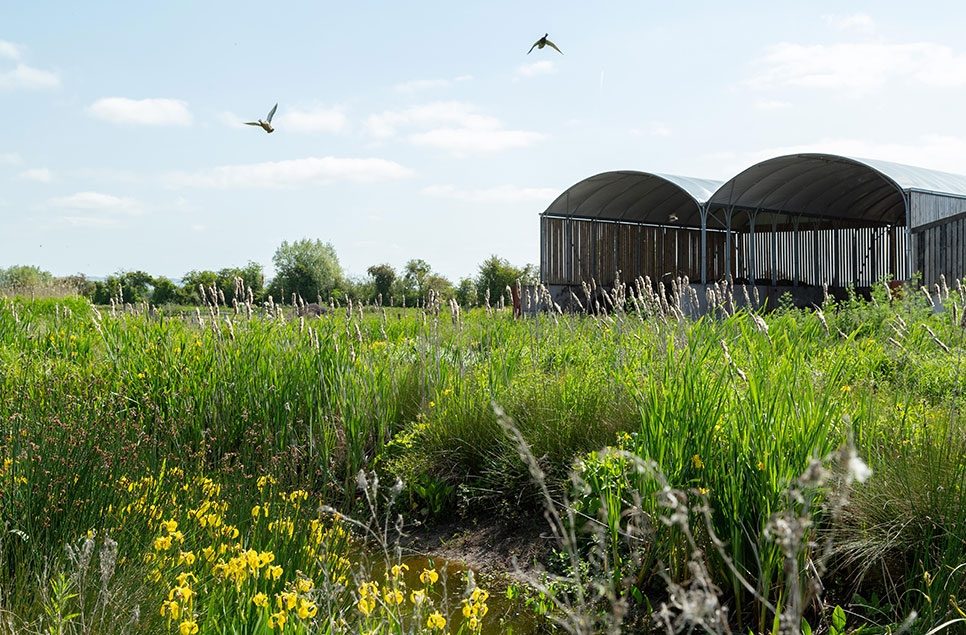 We’re in a water quality crisis: Let’s use wetlands to help us fix it! 