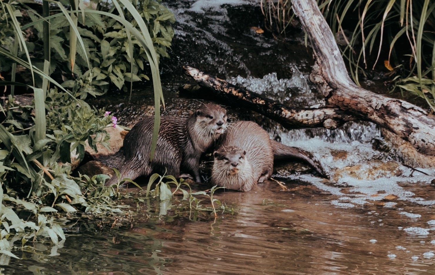 Remembering Sam the Otter