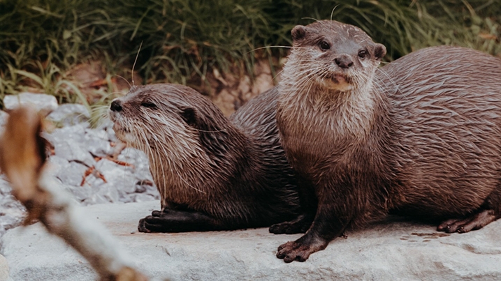 Sam and Tilly the Asian short-clawed otters, credit Amy Alsop