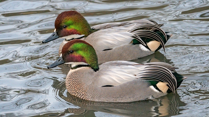 Falcated ducks