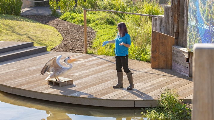 Pelican talk in the Living Wetland Theatre