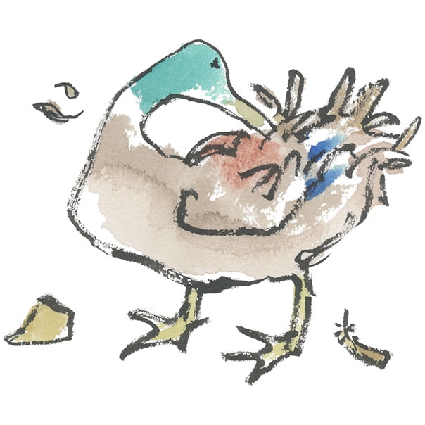 Quentin Blake duck preening illustration