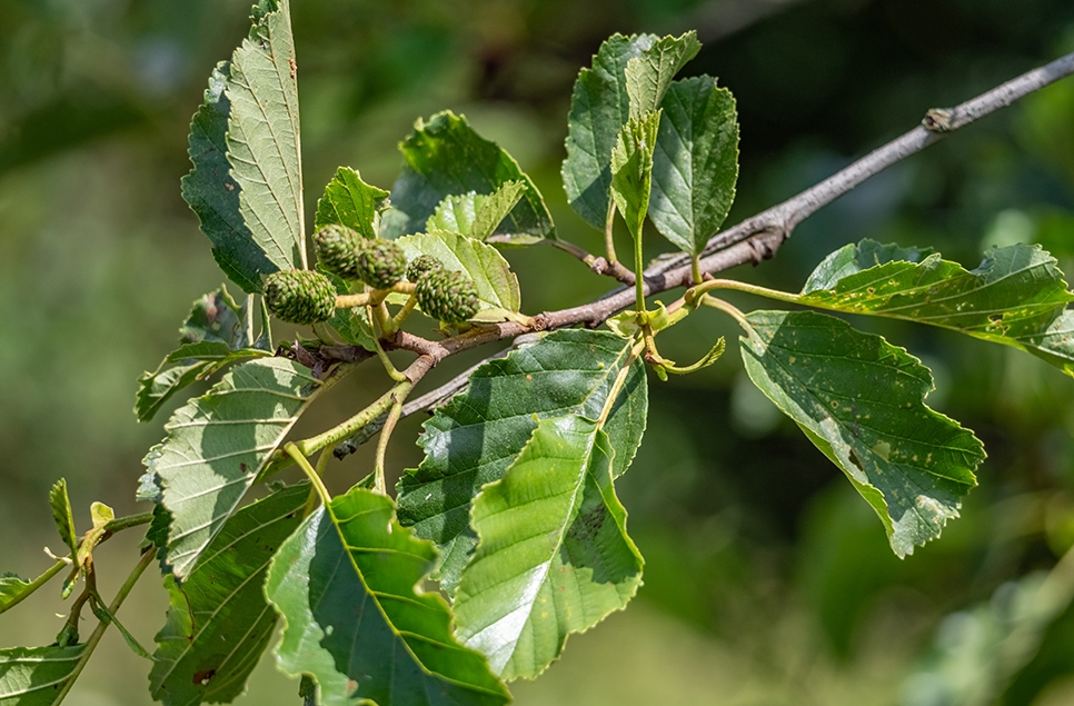 Black alder tree leaves - Ian H 966x635.jpg