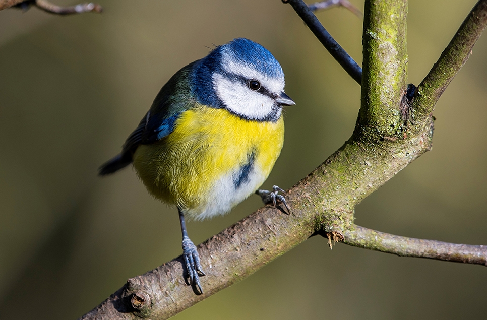 Blue tit - Bill Richmond 966x635.jpg