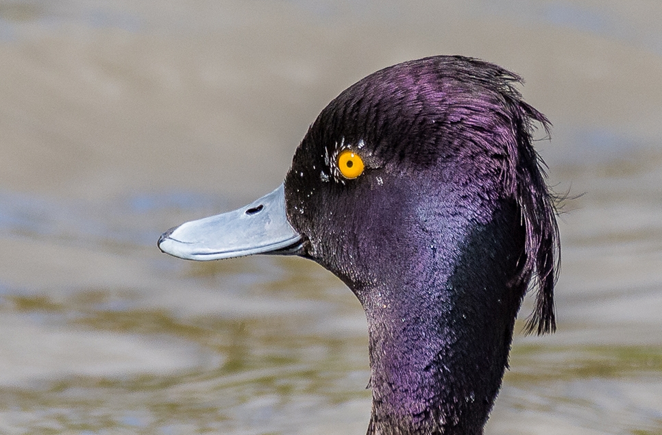 Tufted duck close up - Ian H 966x635.jpg