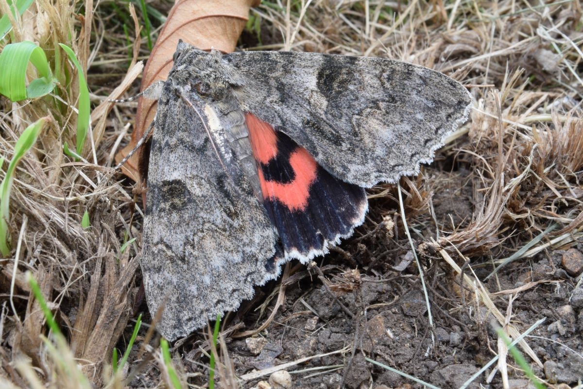 Moth Survey Results - 01/09/2026