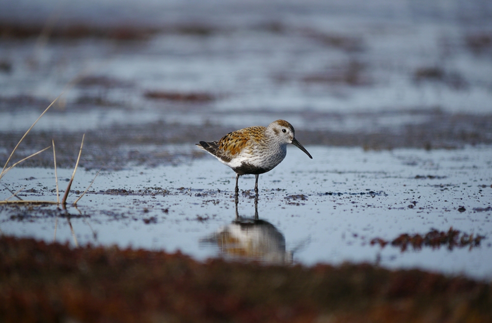 Dunlin - stock 2 966x635.jpg