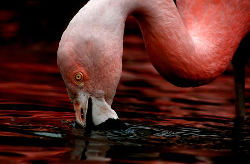 Flamingos of the North East