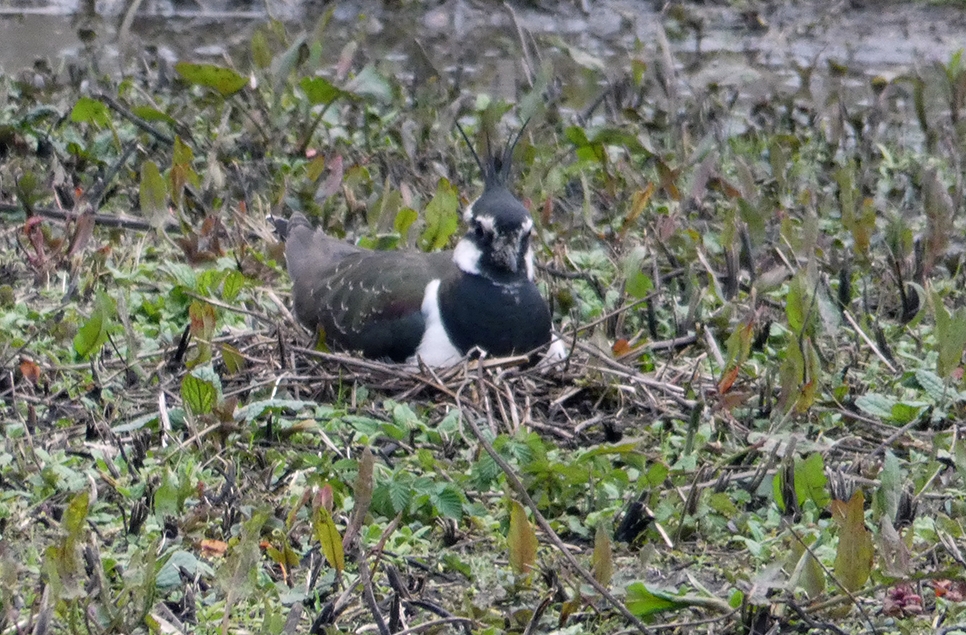 AR Lapwing on nest in spring 966x635.jpg