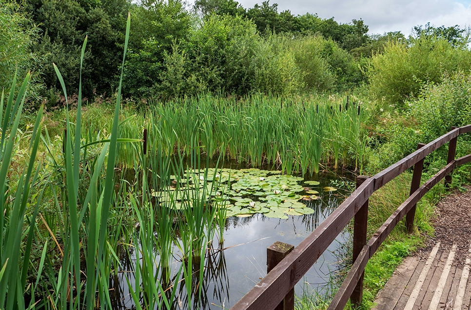 Amphibian ponds - Ian H - 966x635.jpg