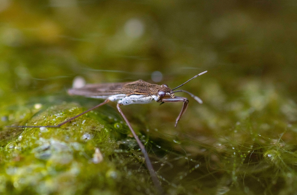 Pond skater - WWT stock 966x635.jpg