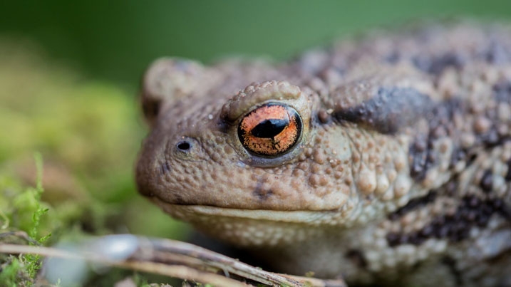 Close up of a common toad