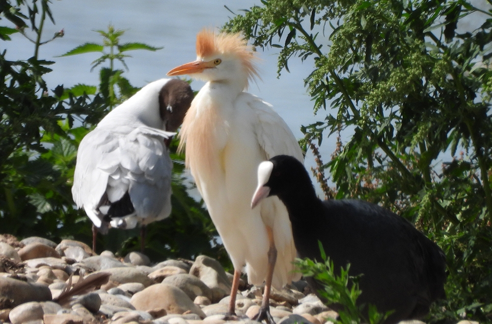 Cattle egrets & kingfishers