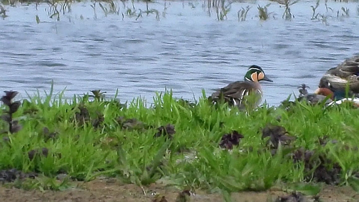 Baikal teal walks along a shoreline 