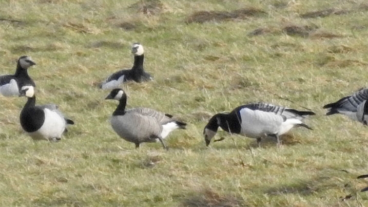 A cackling goode amongst barnacle geese on grassland