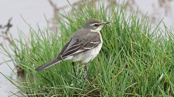 An eastern yellow wagtail on a tuft of grass amongst mud and water