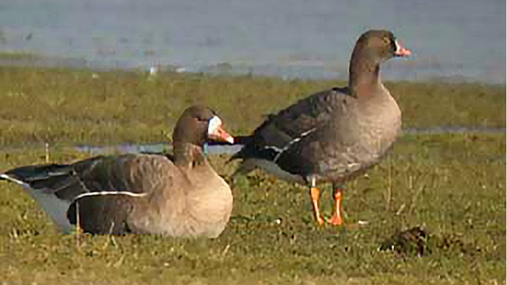 Lesser-white fronted goose against a wetland backdrop